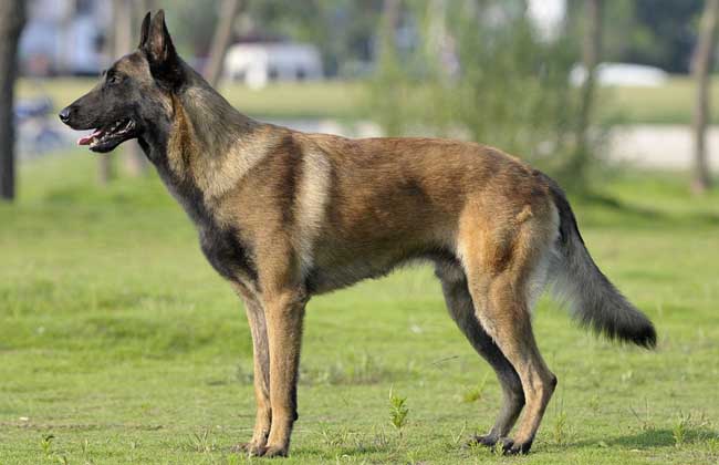 马犬怎么饲养才好？