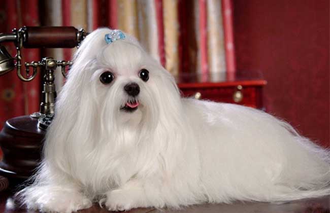 马尔济斯犬多少钱一只