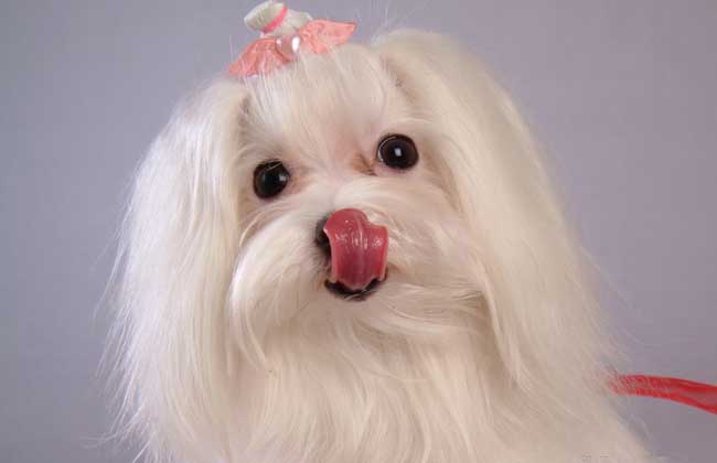 马尔济斯犬多少钱一只