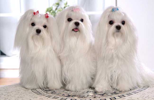马尔济斯犬多少钱一只