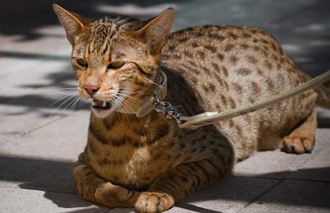 孟加拉猫多少钱一只？