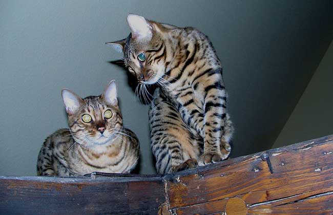 孟加拉猫多少钱一只