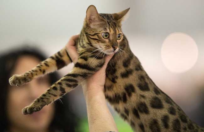 孟加拉猫多少钱一只