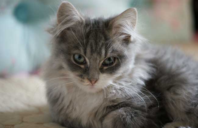 缅因猫多少钱一只？