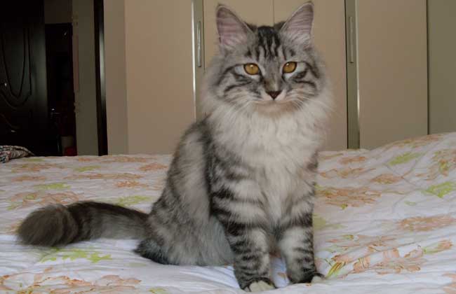 缅因猫