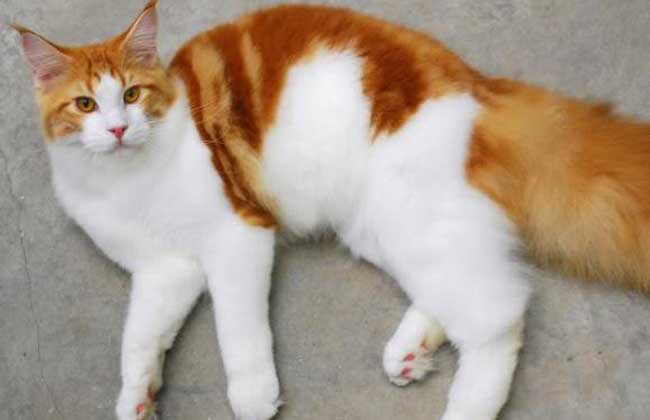 缅因猫