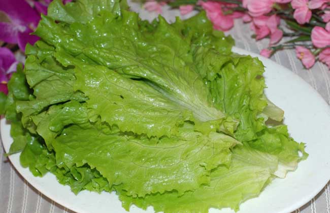 生菜