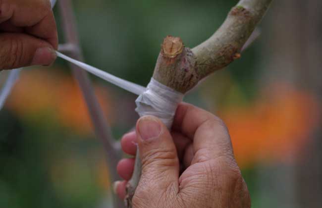 果树嫁接