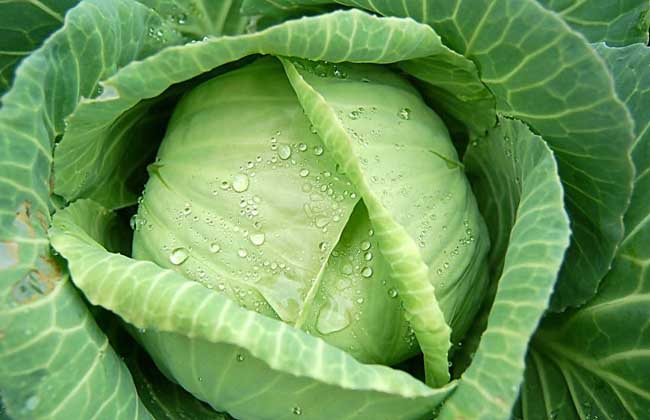 卷心菜