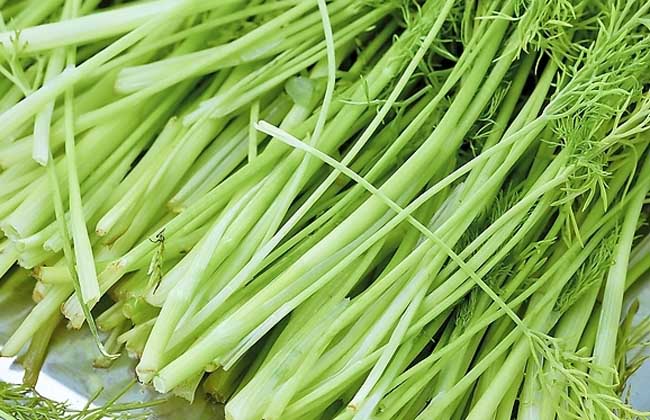 芹菜