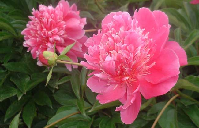 芍药花怎么养
