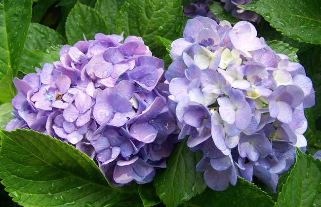 绣球花怎么养