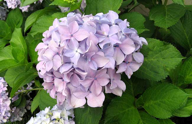 绣球花怎么养