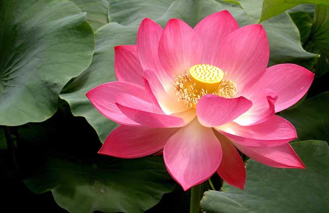荷花