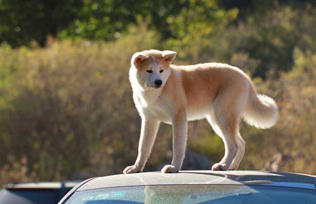 秋田犬多少钱