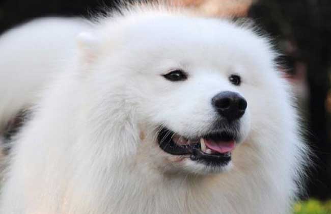 萨摩耶好养吗