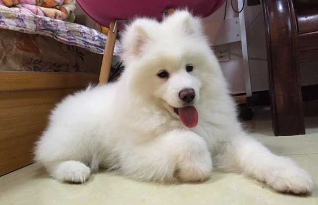 萨摩耶犬智商