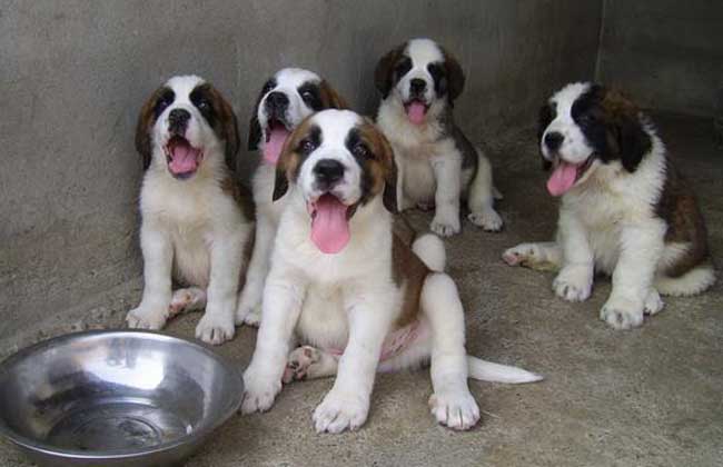 圣伯纳犬多少钱一只