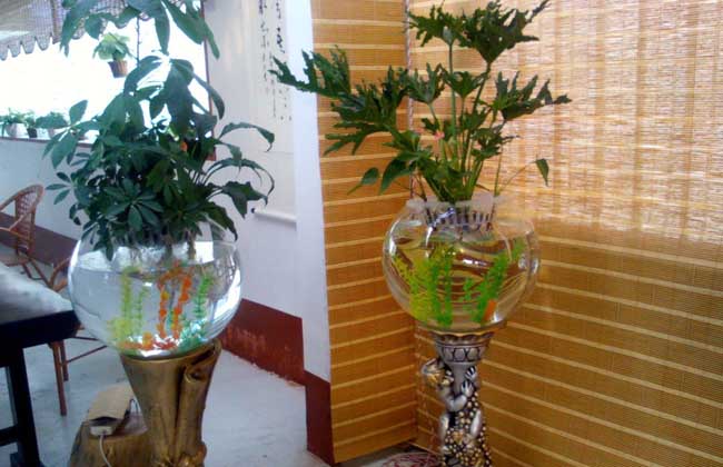 水培花卉