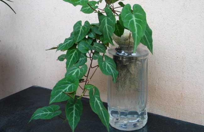 水培花卉