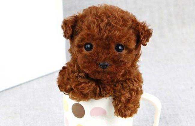 茶杯泰迪犬多少钱一只