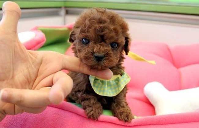 茶杯泰迪犬多少钱一只