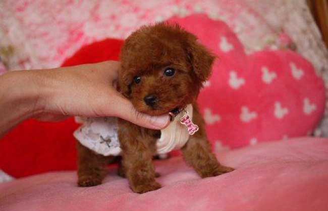 茶杯泰迪犬多少钱一只