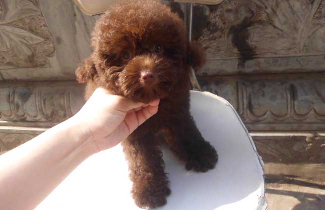 泰迪犬