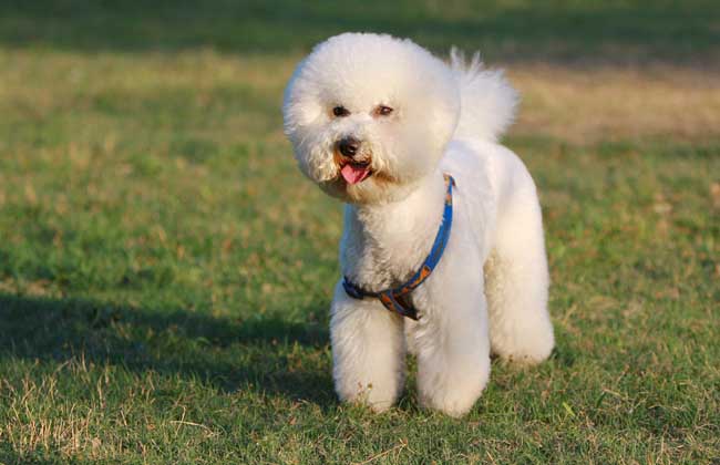 比熊犬