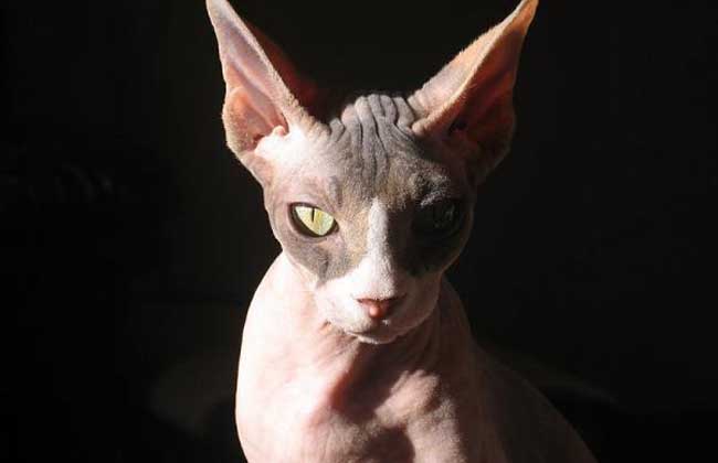 斯芬克斯猫多少钱