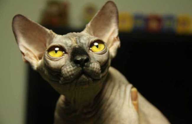 斯芬克斯猫多少钱