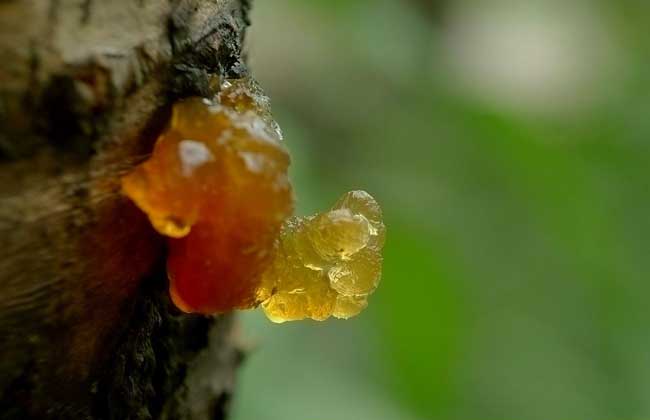 天然桃胶多少钱一斤？