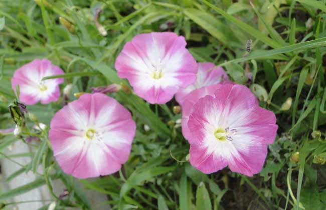 田旋花
