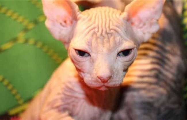 加拿大无毛猫怎么养？