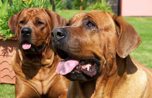土佐犬多少钱一只？