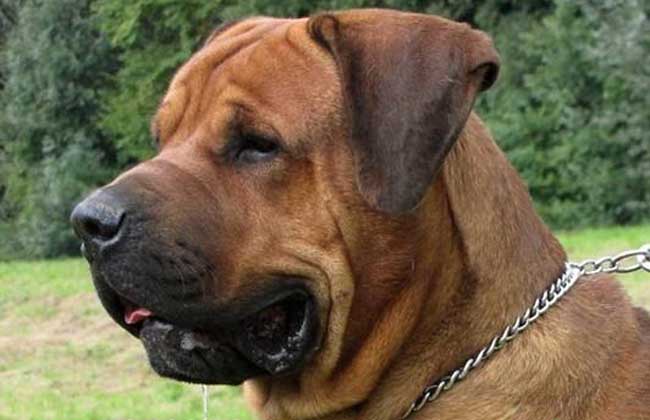 土佐犬多少钱一只