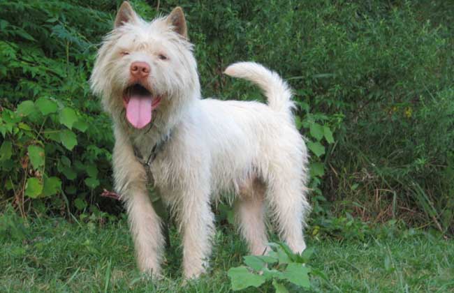 下司犬多少钱一只