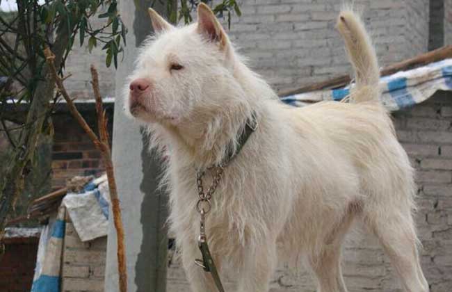下司犬多少钱一只
