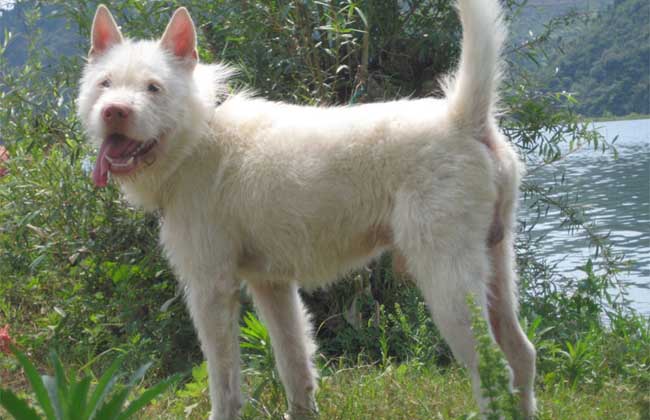 下司犬多少钱一只