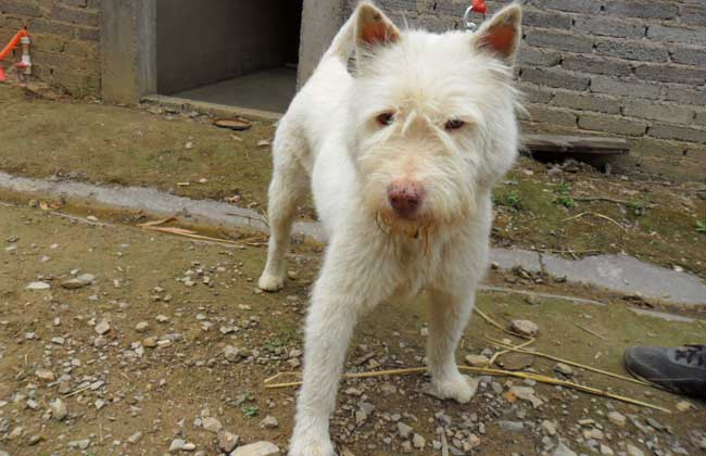 下司犬多少钱一只
