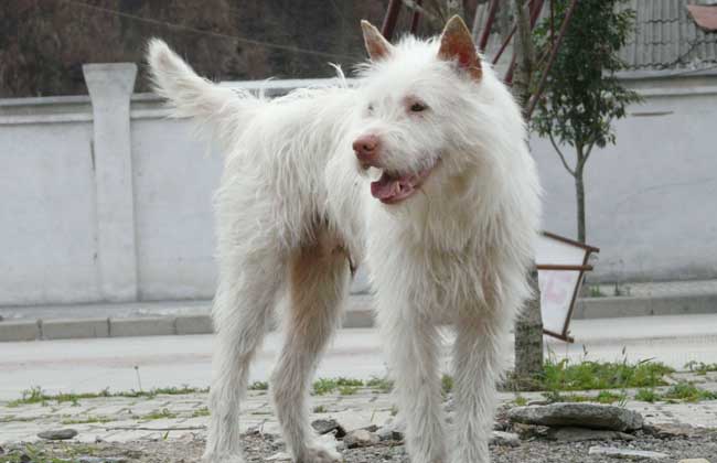 下司犬多少钱一只