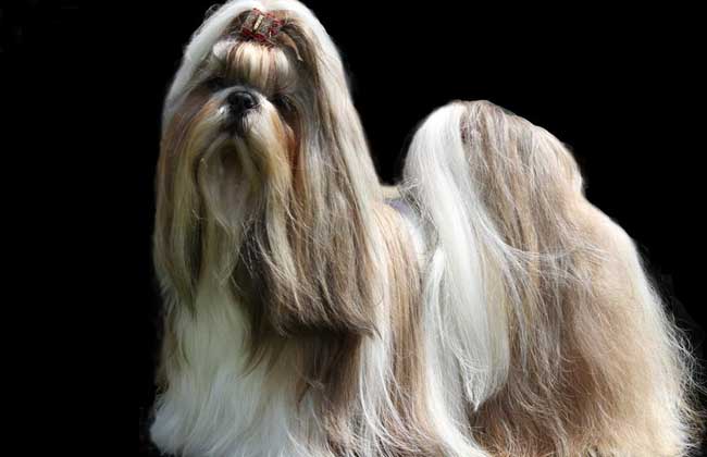 西施犬多少钱一只