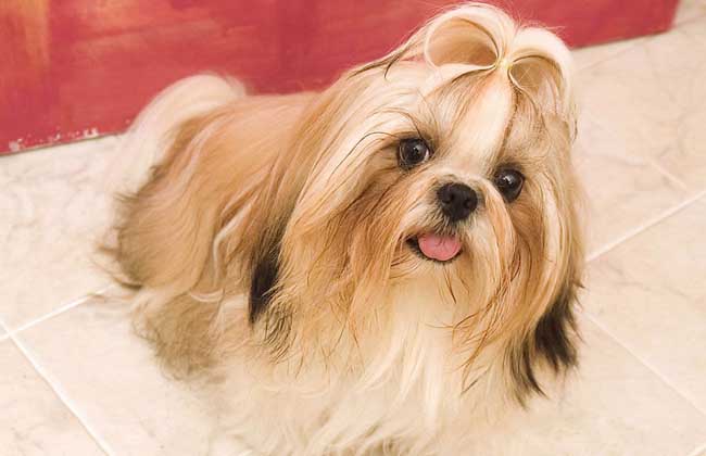 西施犬多少钱一只