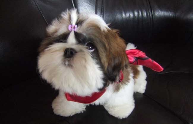 西施犬多少钱一只