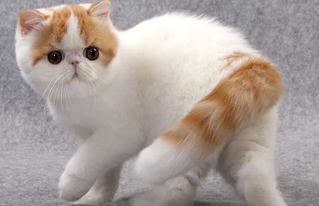 异国短毛猫多少钱一只？