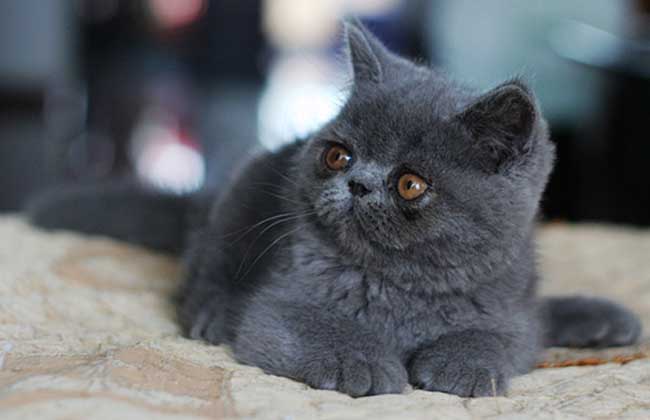 异国短毛猫多少钱一只