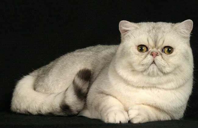 异国短毛猫多少钱一只