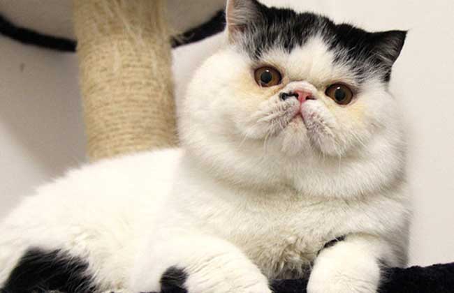 异国短毛猫多少钱一只