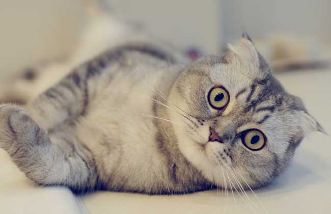 苏格兰折耳猫多少钱