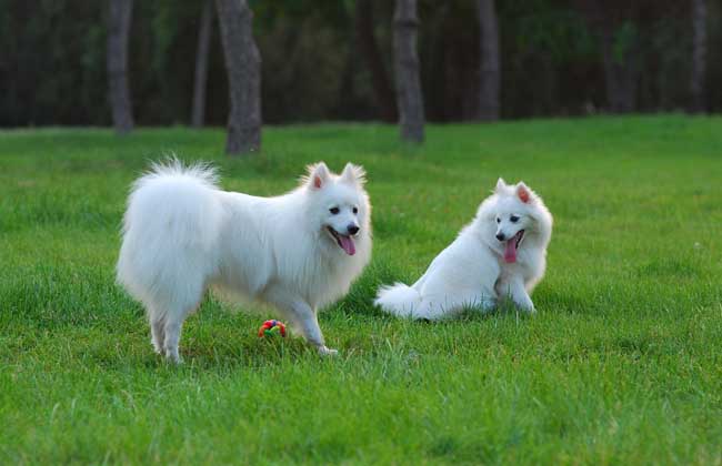银狐犬多少钱一只